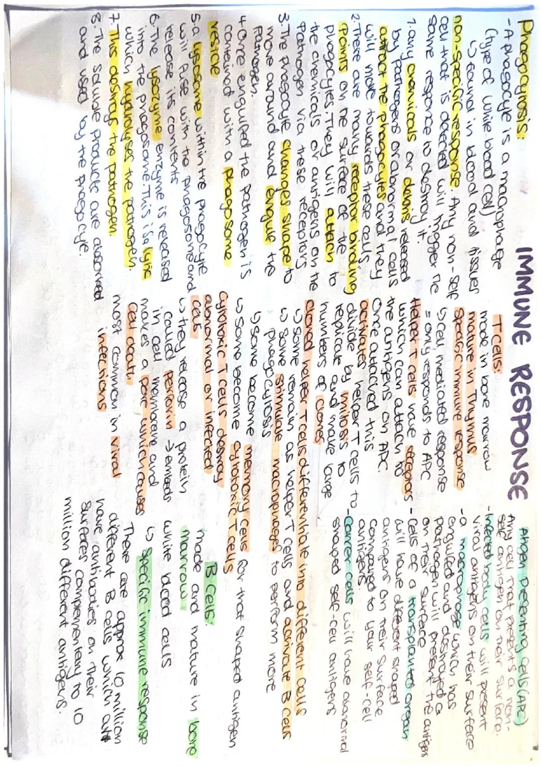 Immune Response Summary