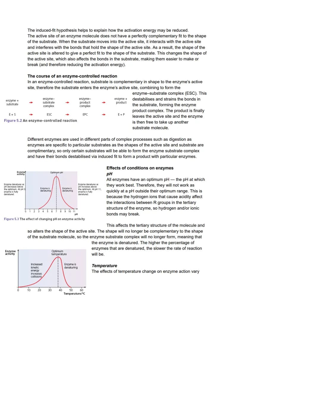The role of enzymes
As intracellular and extracellular catalysts
Enzyme
Enzymes are globular proteins. They act as catalysts to metabolic re