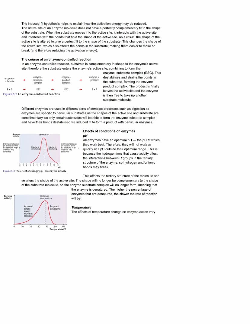The role of enzymes
As intracellular and extracellular catalysts
Enzyme
Enzymes are globular proteins. They act as catalysts to metabolic re