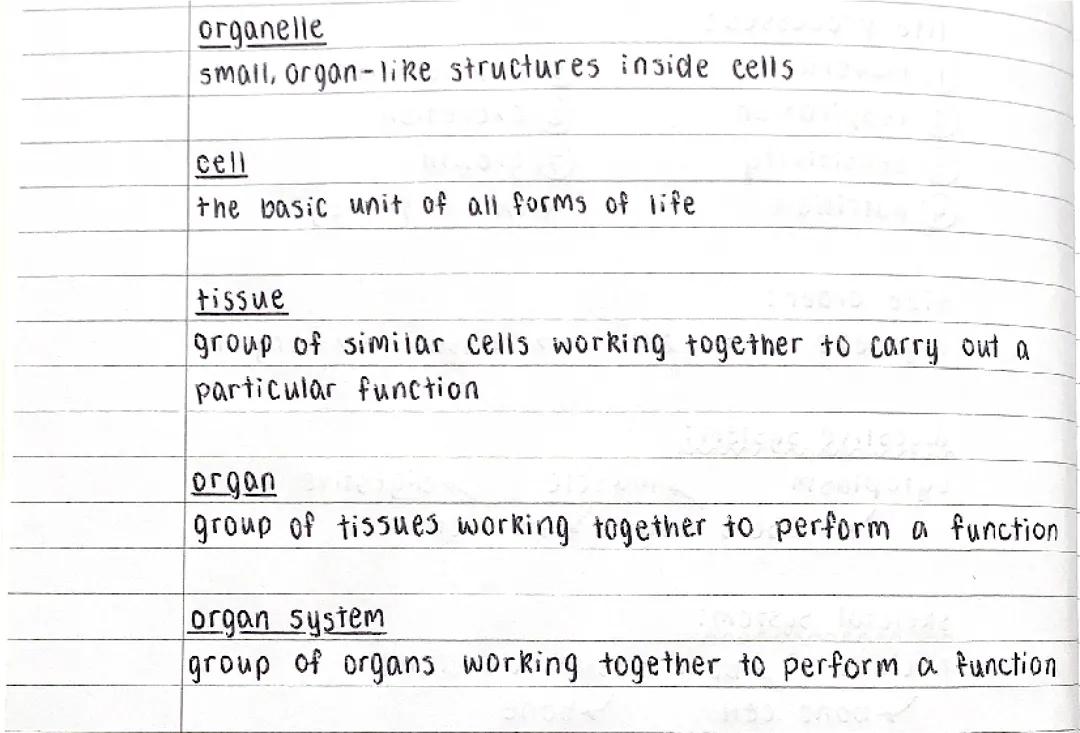 organisation definitions - AQA biology