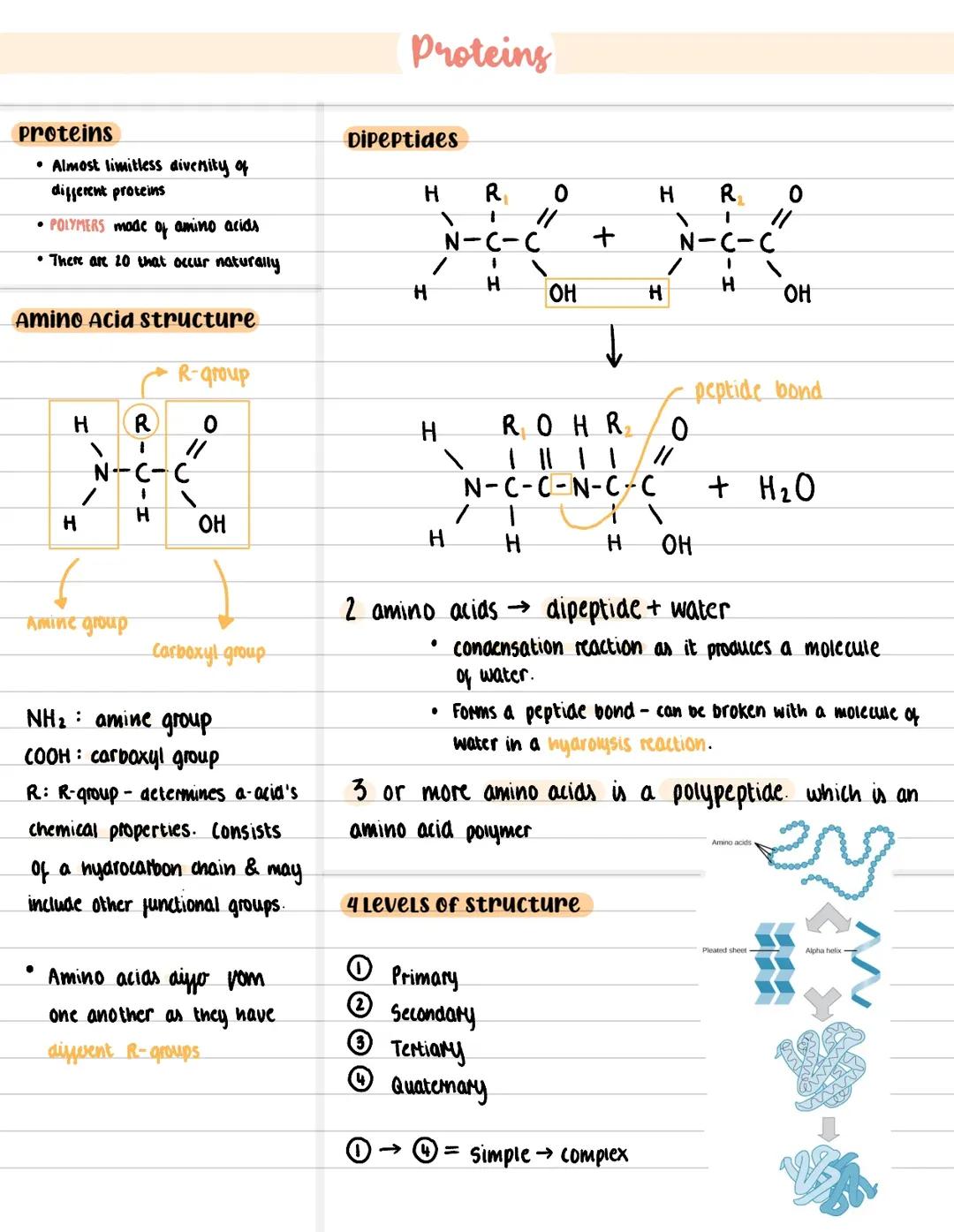 Proteins