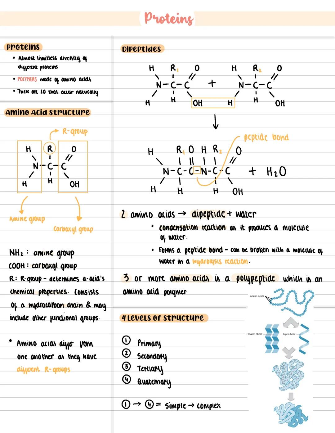 proteins
• Almost limitless diversity of
different proteins
•POLYMERS mode of amino acids
• There are 20 that occur naturally
Amino Acid str