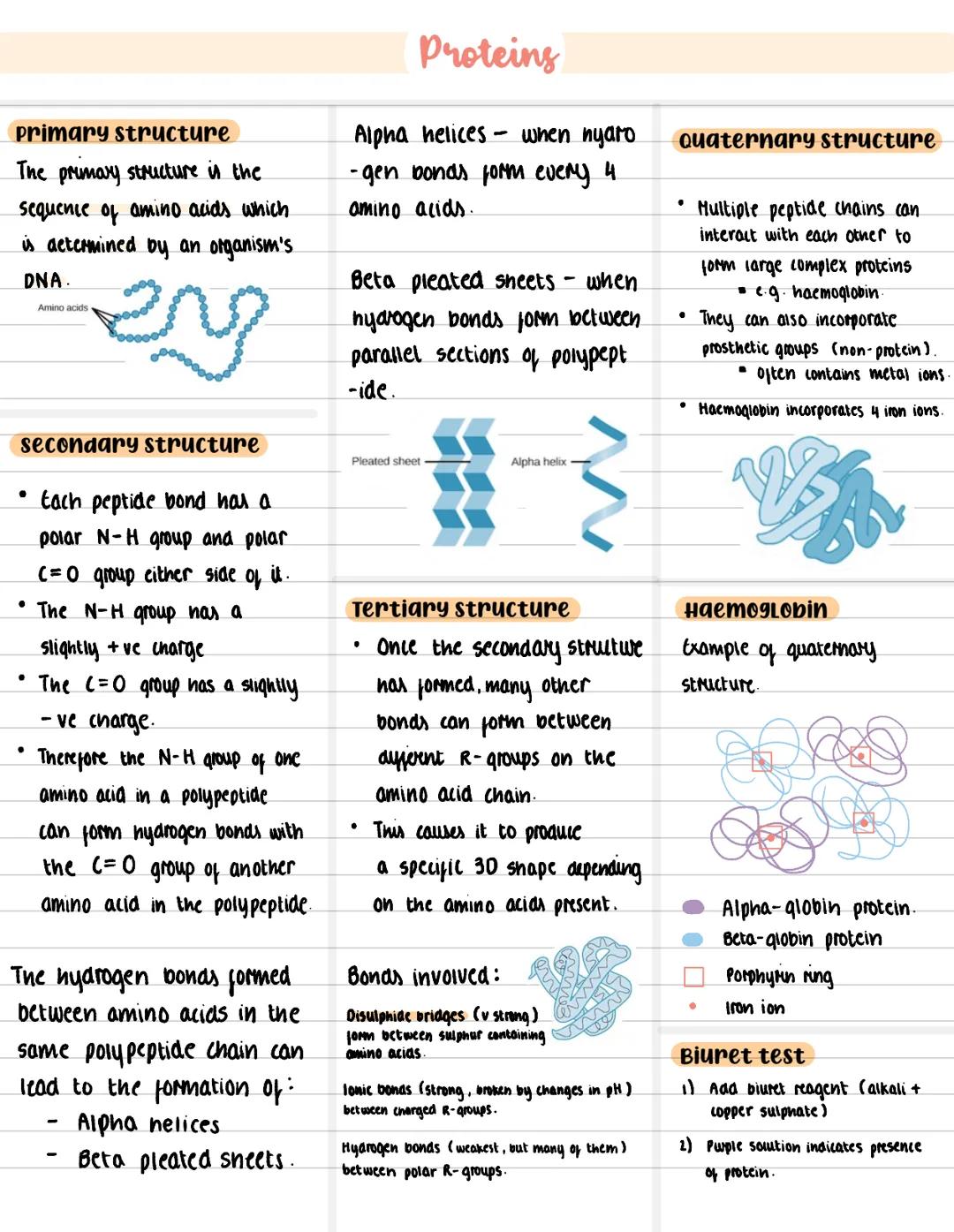 proteins
• Almost limitless diversity of
different proteins
•POLYMERS mode of amino acids
• There are 20 that occur naturally
Amino Acid str