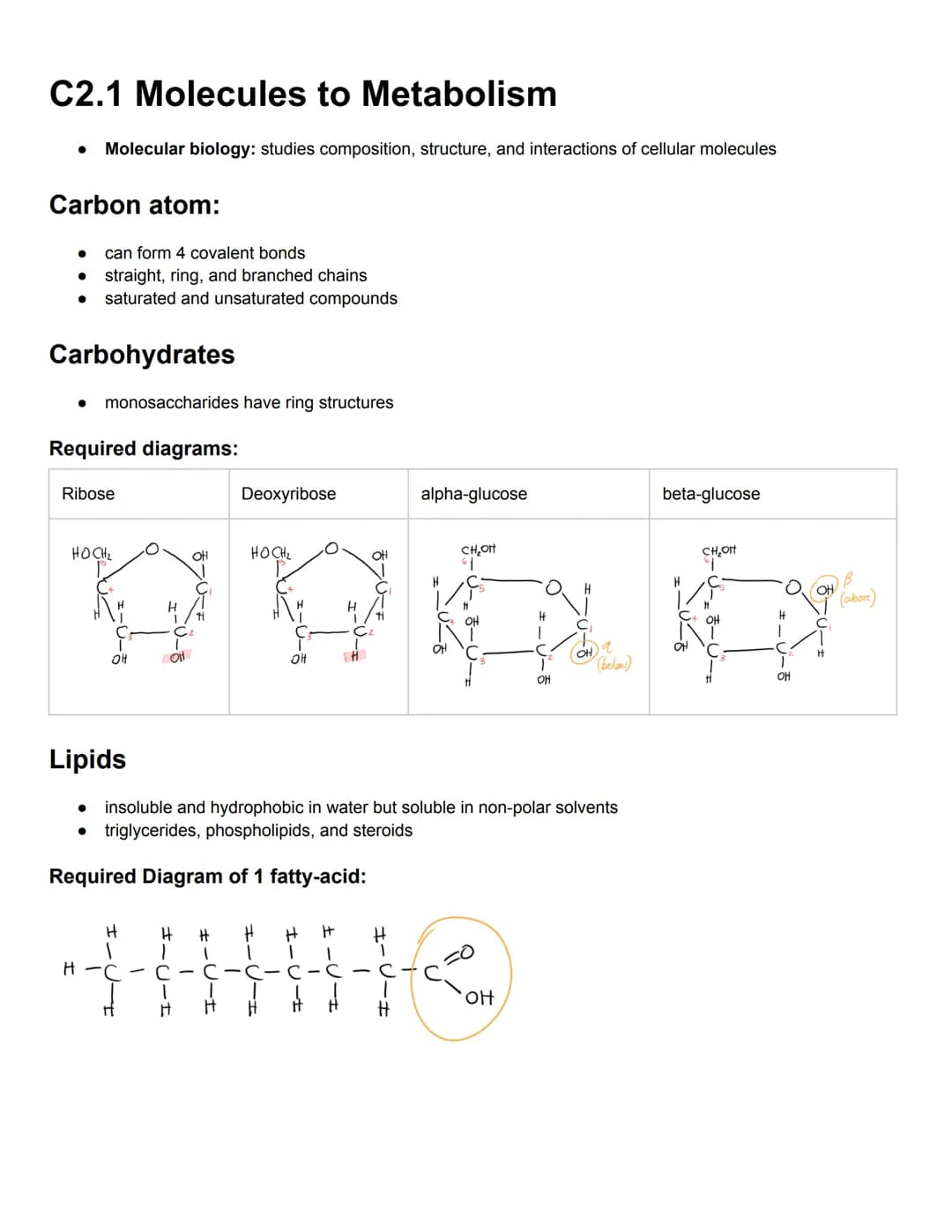 C2.1 Molecules to Metabolism
● Molecular biology: studies composition, structure, and interactions of cellular molecules
Carbon atom:
can fo