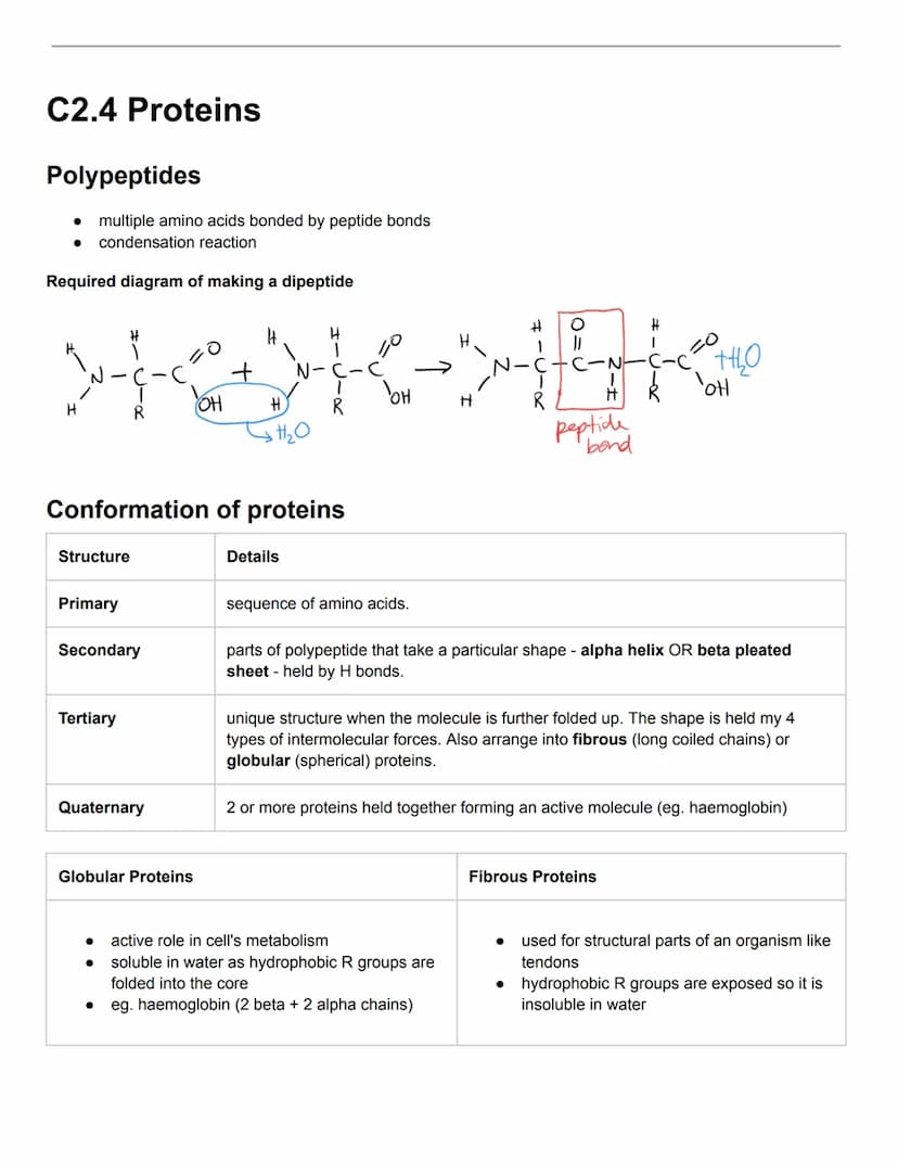 C2.1 Molecules to Metabolism
● Molecular biology: studies composition, structure, and interactions of cellular molecules
Carbon atom:
can fo