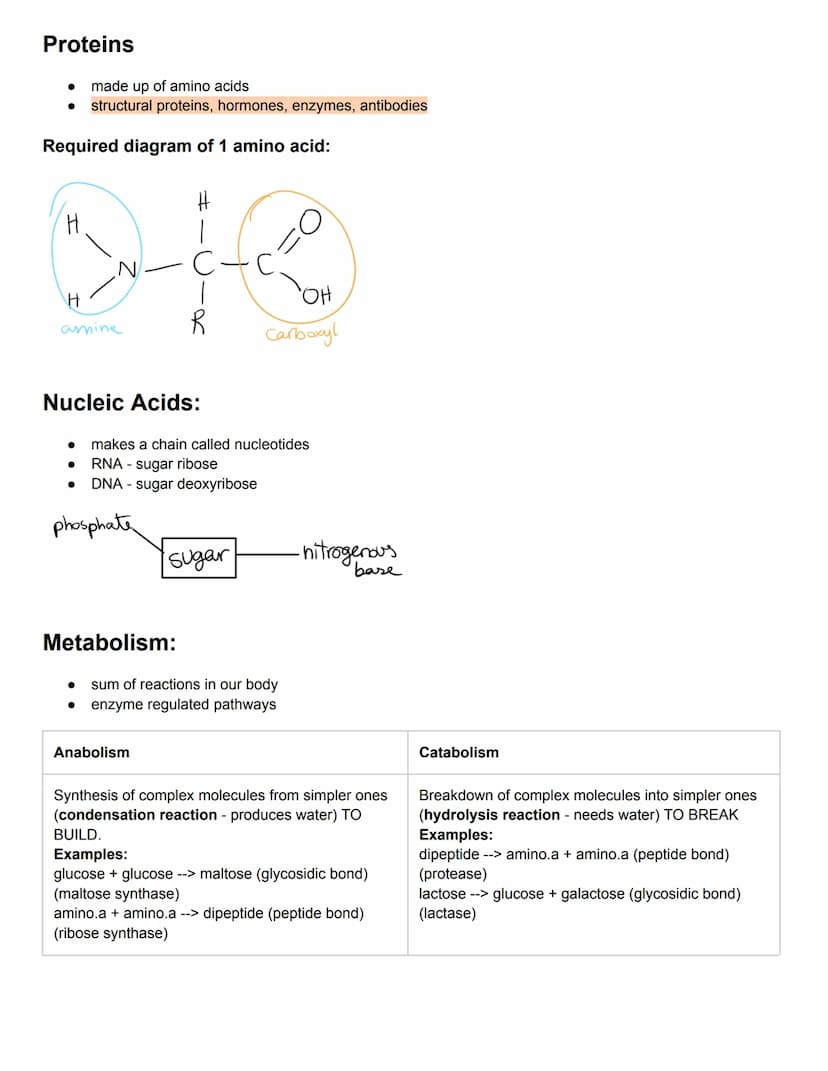 C2.1 Molecules to Metabolism
● Molecular biology: studies composition, structure, and interactions of cellular molecules
Carbon atom:
can fo