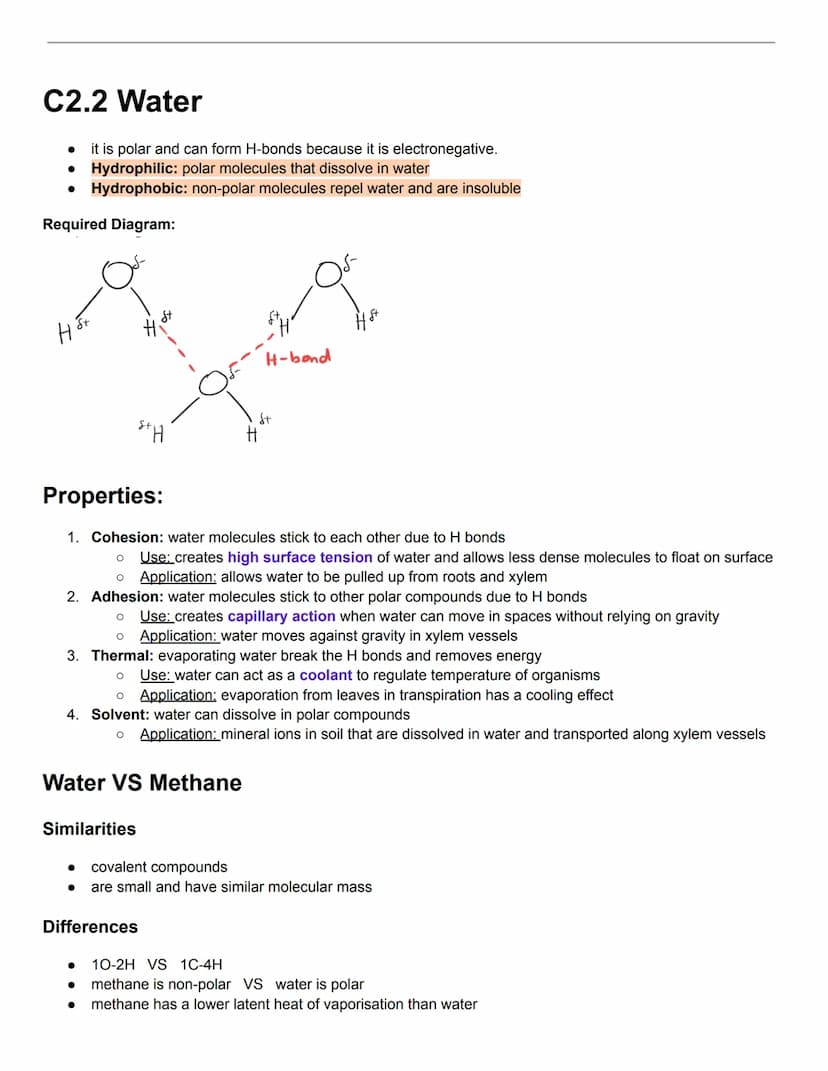C2.1 Molecules to Metabolism
● Molecular biology: studies composition, structure, and interactions of cellular molecules
Carbon atom:
can fo