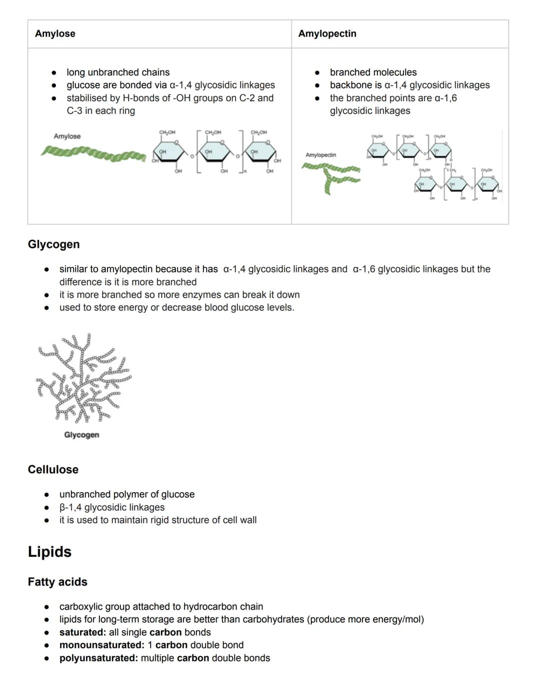 C2.1 Molecules to Metabolism
● Molecular biology: studies composition, structure, and interactions of cellular molecules
Carbon atom:
can fo