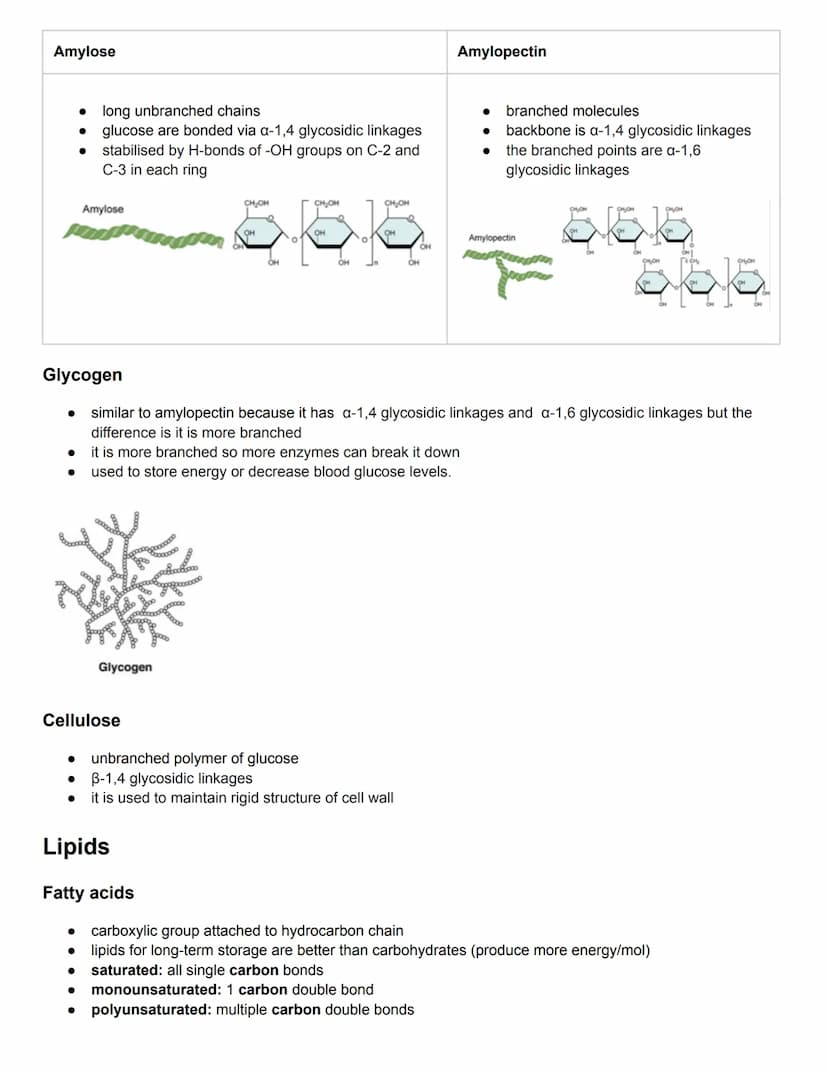 C2.1 Molecules to Metabolism
● Molecular biology: studies composition, structure, and interactions of cellular molecules
Carbon atom:
can fo
