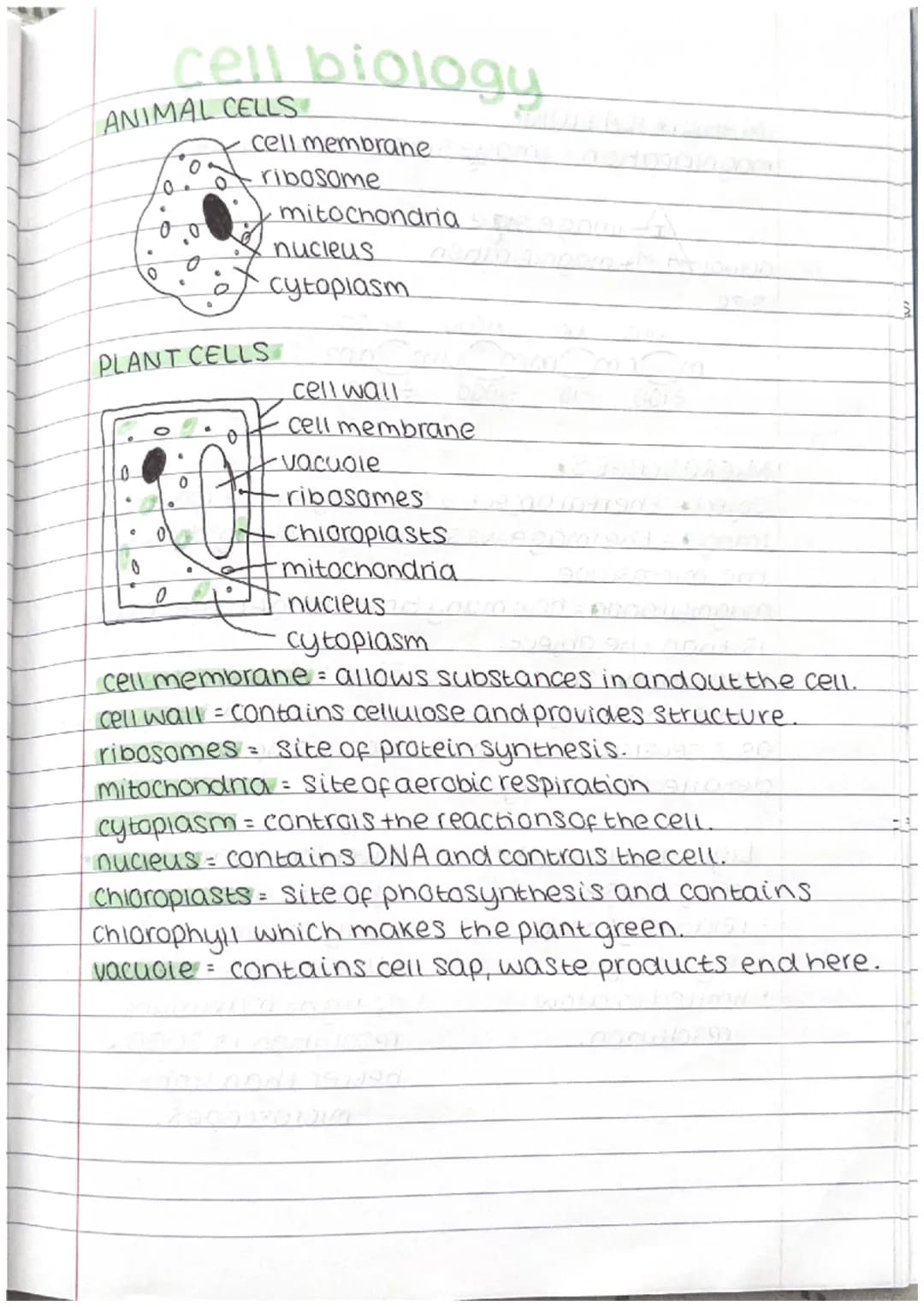 .
Photosynthesis
• Plants can make their own food, they do this using.
the process of photosynthesis.
During photosynthesis, plants produce 