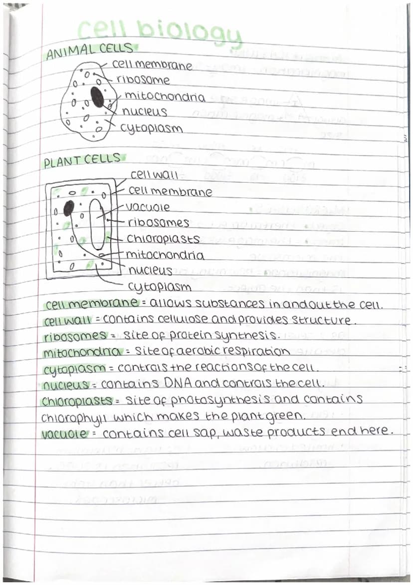 .
Photosynthesis
• Plants can make their own food, they do this using.
the process of photosynthesis.
During photosynthesis, plants produce 