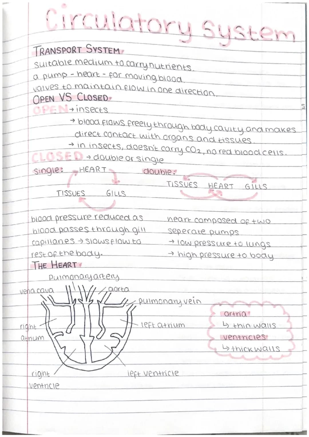 .
Photosynthesis
• Plants can make their own food, they do this using.
the process of photosynthesis.
During photosynthesis, plants produce 