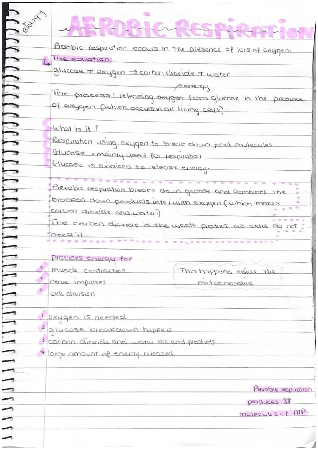 Difference Between Aerobic and Anaerobic Respiration: Easy Guide for Kids