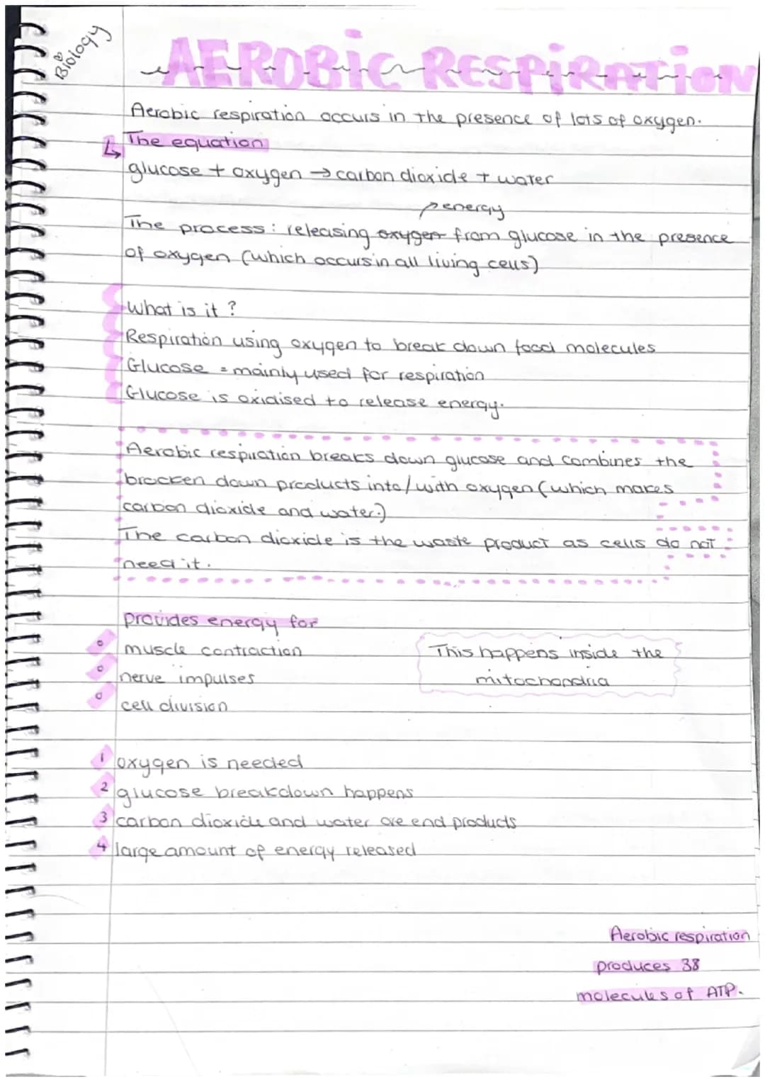 AEROBIC RESPIRATION
Aerobic respiration accurs in the presence of lots of oxygen.
4 The equation
glucose + oxygen → carbon dioxide + water.
