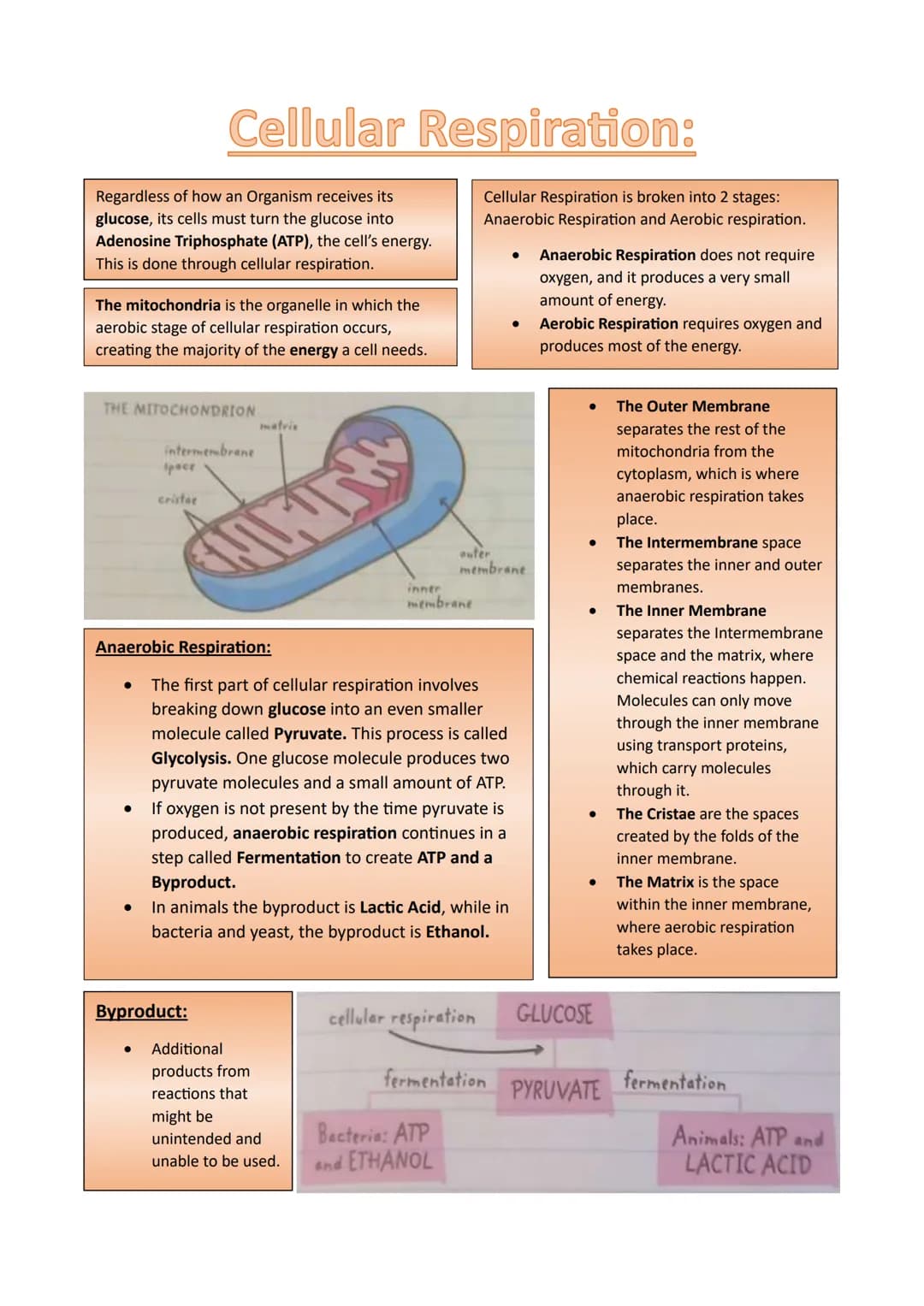 Regardless of how an Organism receives its
glucose, its cells must turn the glucose into
Adenosine Triphosphate (ATP), the cell's energy.
Th