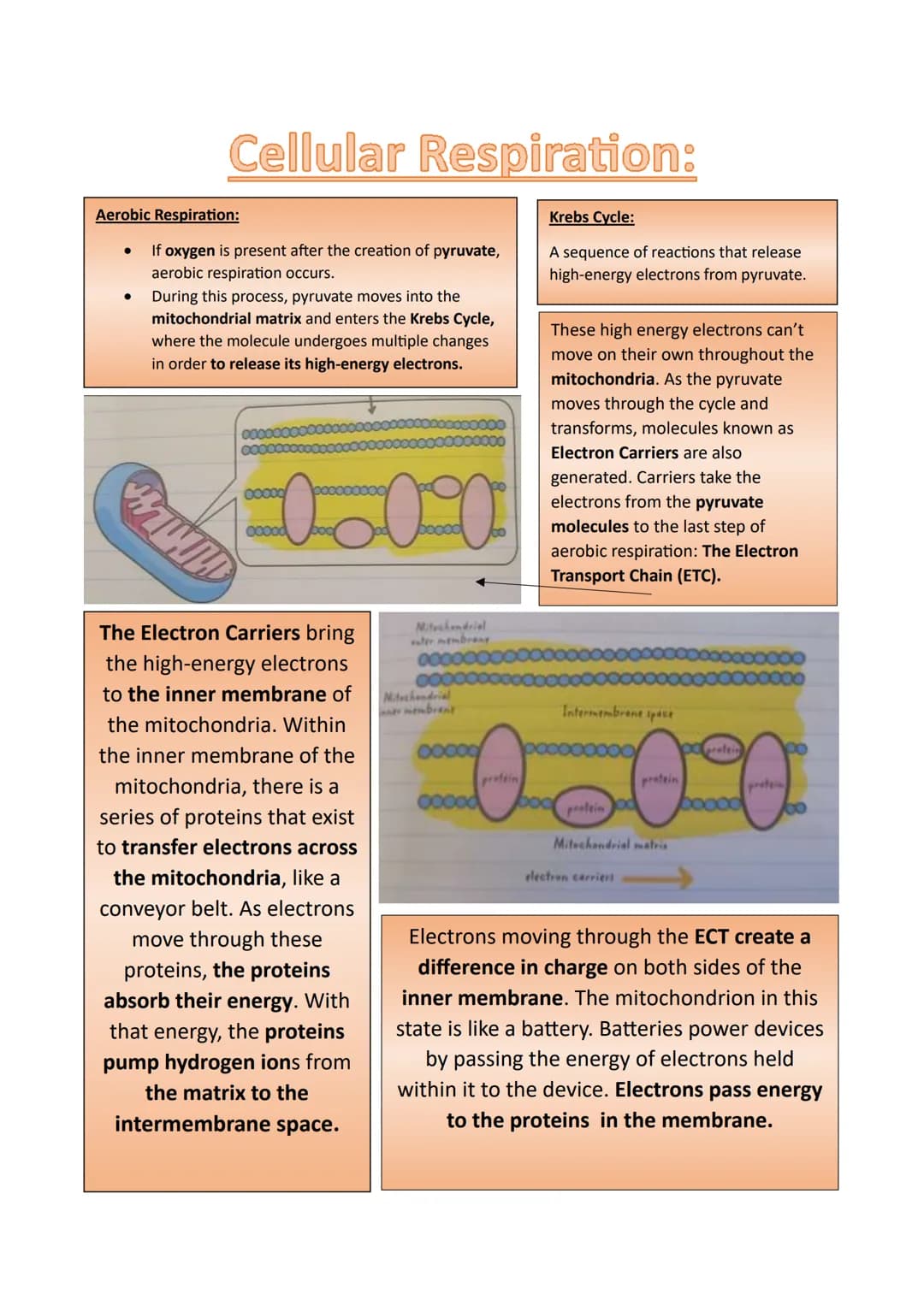 Regardless of how an Organism receives its
glucose, its cells must turn the glucose into
Adenosine Triphosphate (ATP), the cell's energy.
Th