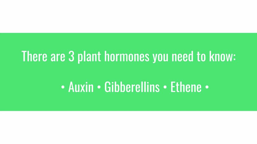 Plant Hormones
Functions and Examples There are 3 plant hormones you need to know:
Auxin Gibberellins • Ethene Auxins
Phototropism
Phototrop