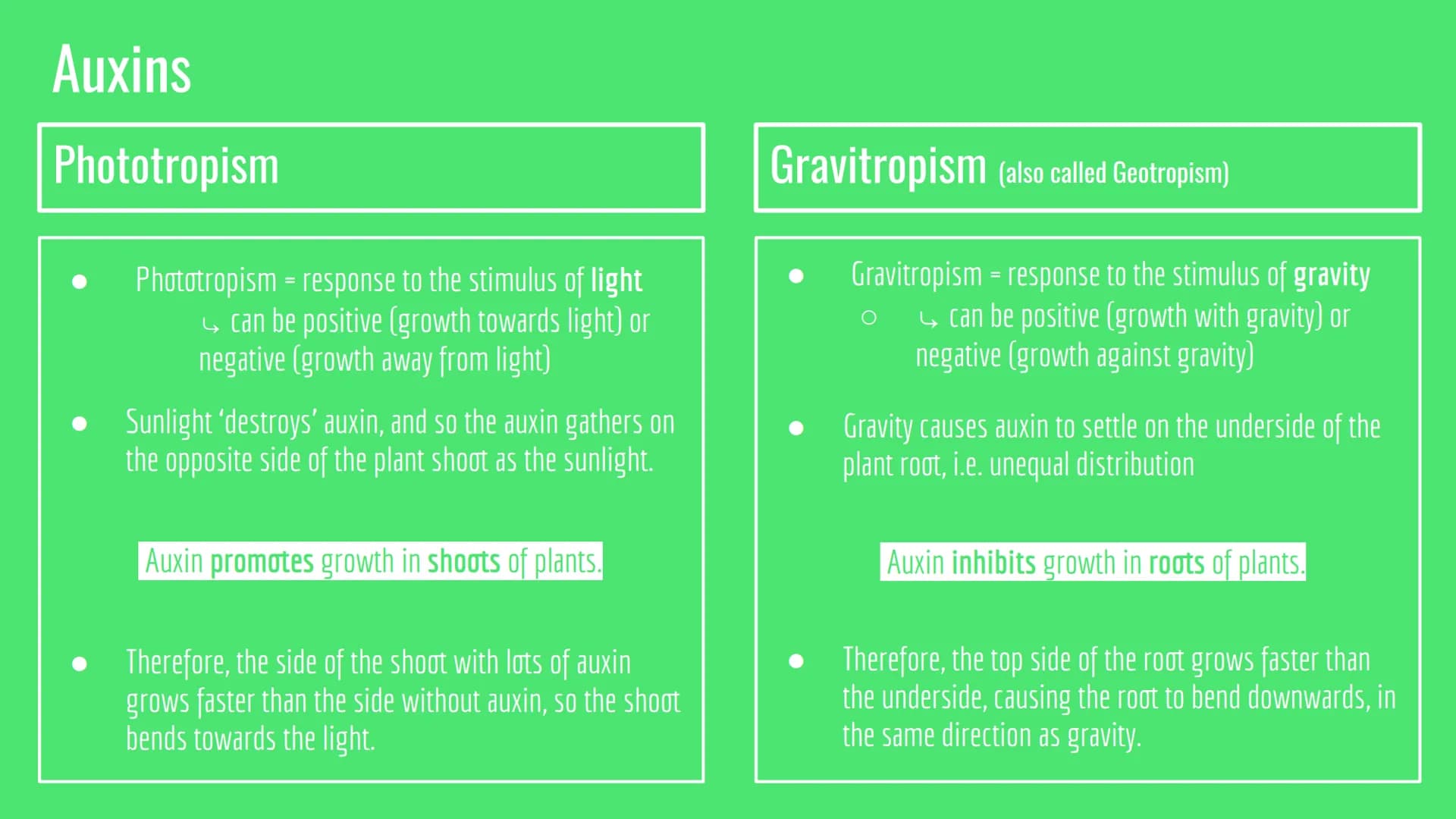 Plant Hormones
Functions and Examples There are 3 plant hormones you need to know:
Auxin Gibberellins • Ethene Auxins
Phototropism
Phototrop