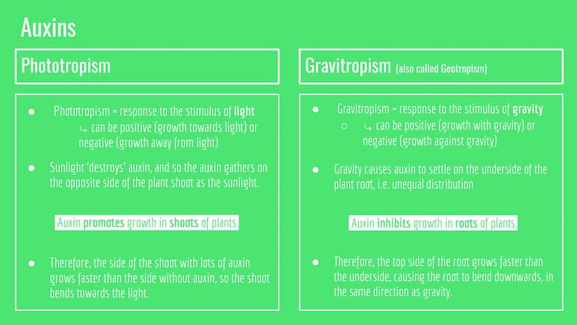 Plant Hormones
Functions and Examples There are 3 plant hormones you need to know:
Auxin Gibberellins • Ethene Auxins
Phototropism
Phototrop