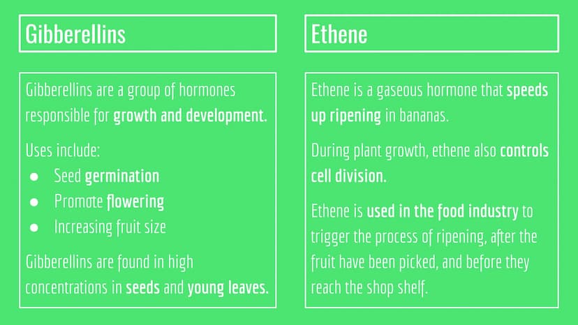 Plant Hormones
Functions and Examples There are 3 plant hormones you need to know:
Auxin Gibberellins • Ethene Auxins
Phototropism
Phototrop
