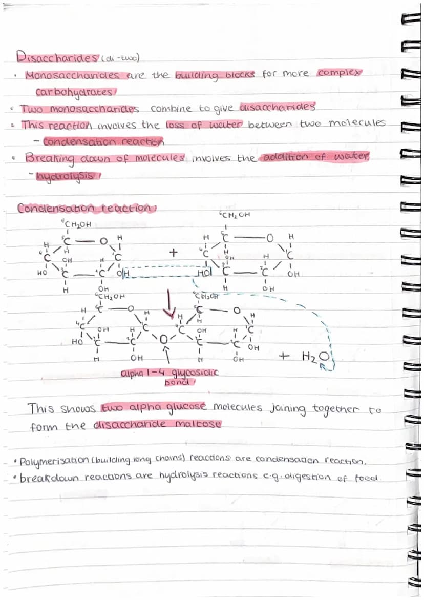 ( 11 (1
" " " V TP TP TP AL }) })
Carbohydrates
•Made up of carbon, hydrogen + oxygen.
•Made by plants and are passed along the food.
chain
