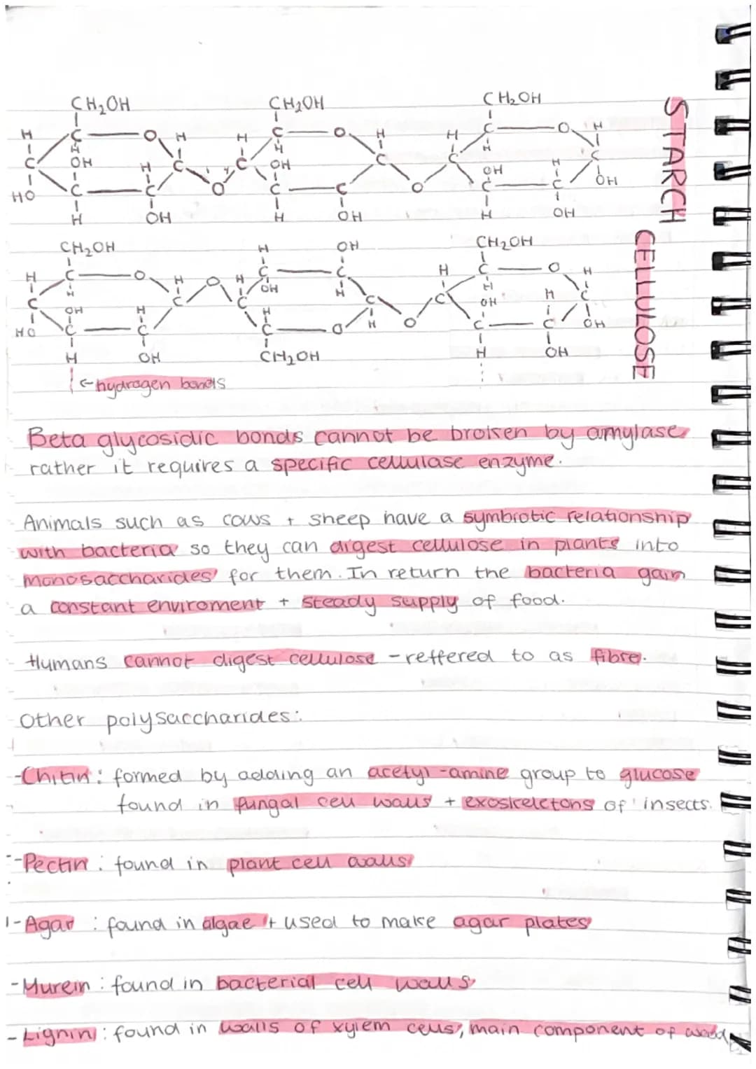 ( 11 (1
" " " V TP TP TP AL }) })
Carbohydrates
•Made up of carbon, hydrogen + oxygen.
•Made by plants and are passed along the food.
chain

