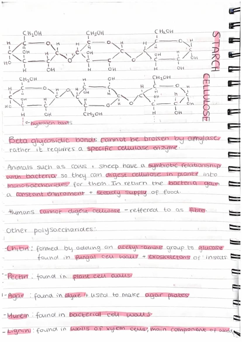 ( 11 (1
" " " V TP TP TP AL }) })
Carbohydrates
•Made up of carbon, hydrogen + oxygen.
•Made by plants and are passed along the food.
chain
