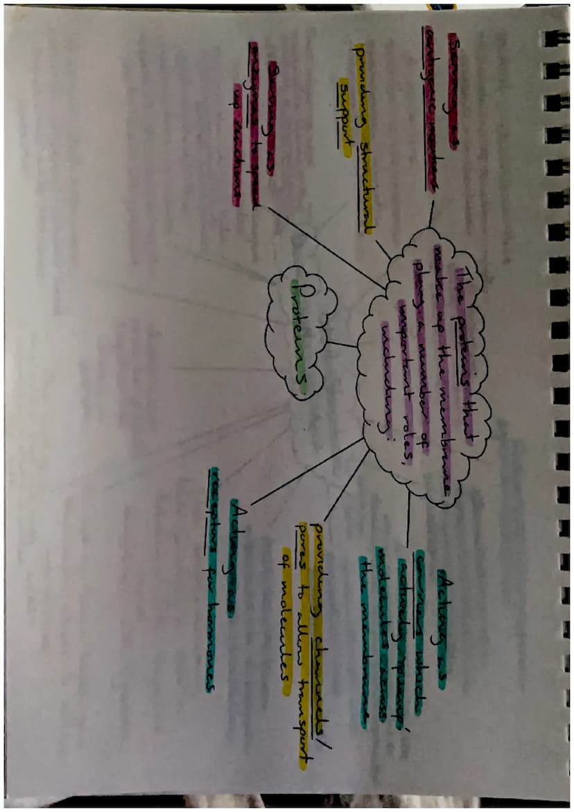 Biodiversity-
the variety of living
things
Effects of Brotic
and Abrotre factors
Biodiversity and
Distribution
Human activities, such as
hab