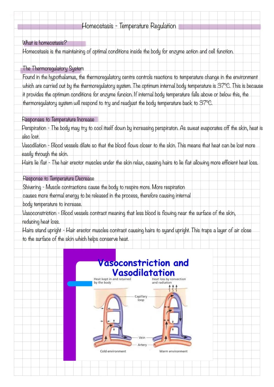 Homeostasis - Temperature Regulation
What is homeostasis?
Homeostasis is the maintaining of optimal conditions inside the body for enzyme ac