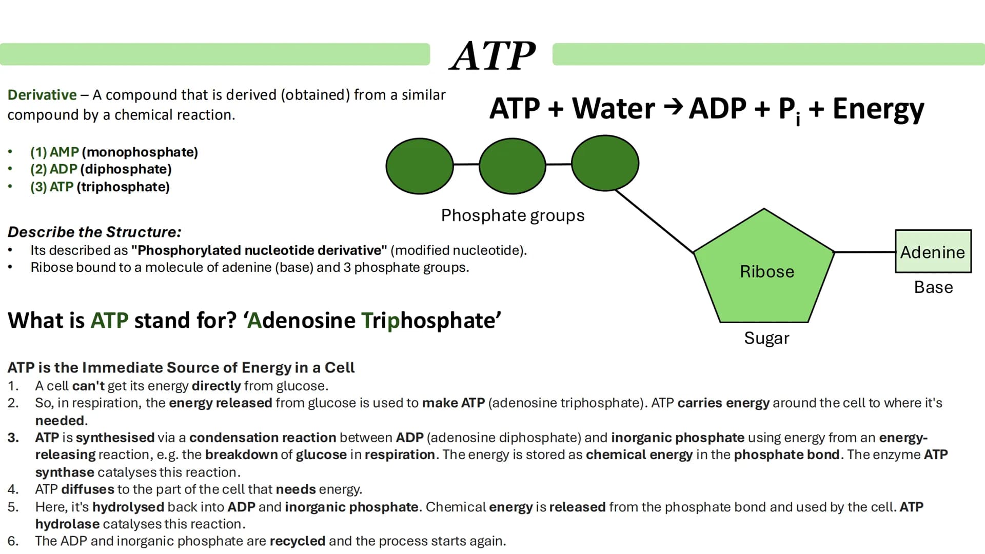 Biological Molecules
Paper 1 ATP
Derivative - A compound that is derived (obtained) from a similar
compound by a chemical reaction.
•
(1) AM