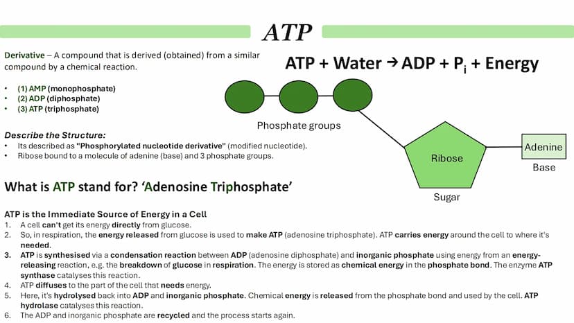 Biological Molecules
Paper 1 ATP
Derivative - A compound that is derived (obtained) from a similar
compound by a chemical reaction.
•
(1) AM