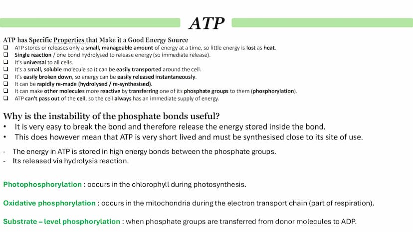 Biological Molecules
Paper 1 ATP
Derivative - A compound that is derived (obtained) from a similar
compound by a chemical reaction.
•
(1) AM