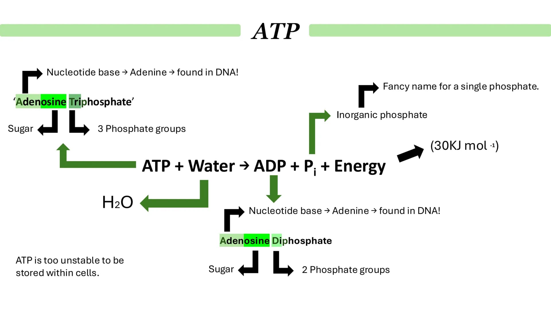 Biological Molecules
Paper 1 ATP
Derivative - A compound that is derived (obtained) from a similar
compound by a chemical reaction.
•
(1) AM