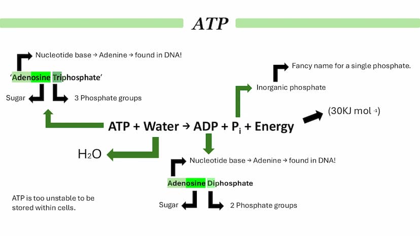 Biological Molecules
Paper 1 ATP
Derivative - A compound that is derived (obtained) from a similar
compound by a chemical reaction.
•
(1) AM