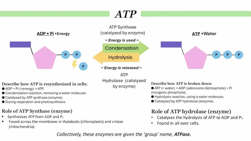Biological Molecules
Paper 1 ATP
Derivative - A compound that is derived (obtained) from a similar
compound by a chemical reaction.
•
(1) AM