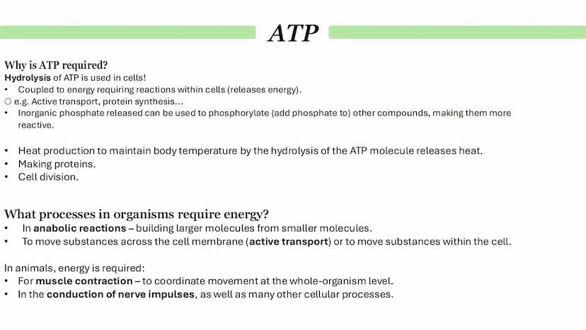 Biological Molecules
Paper 1 ATP
Derivative - A compound that is derived (obtained) from a similar
compound by a chemical reaction.
•
(1) AM