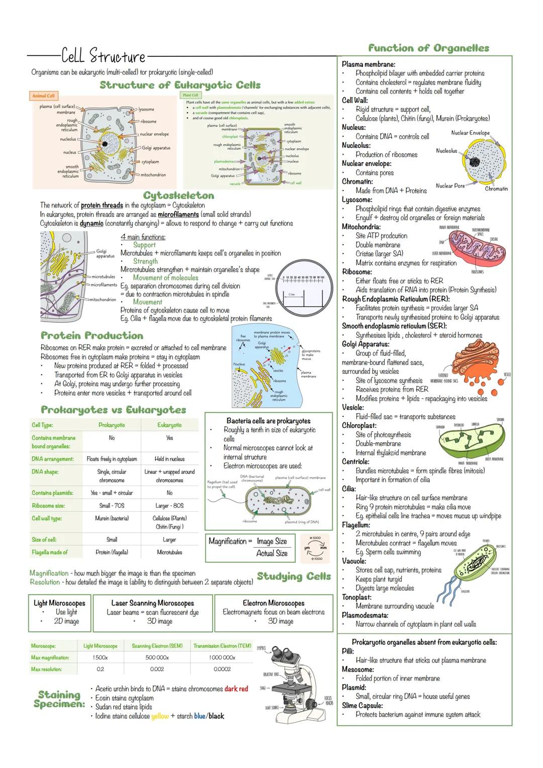 -Cell Structure-
Organisms can be eukaryotic (multi-celled) for prokaryotic (single-celled)
Animal Cell
plasma (cell surface)
membrane
endop