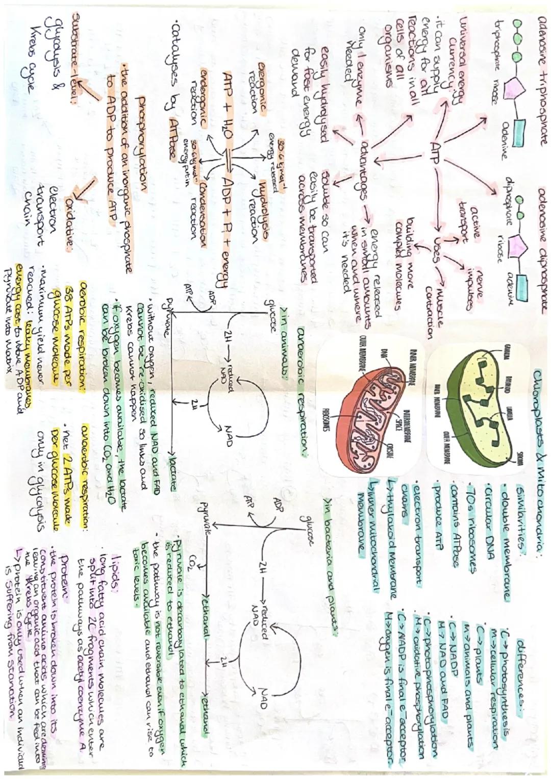 ATP
adenosine triphosphate
0-0-0
triphosphate riloose
Universal
Currency gy
urrency.
it can supply
energy for all
reactions in all
Cells of 