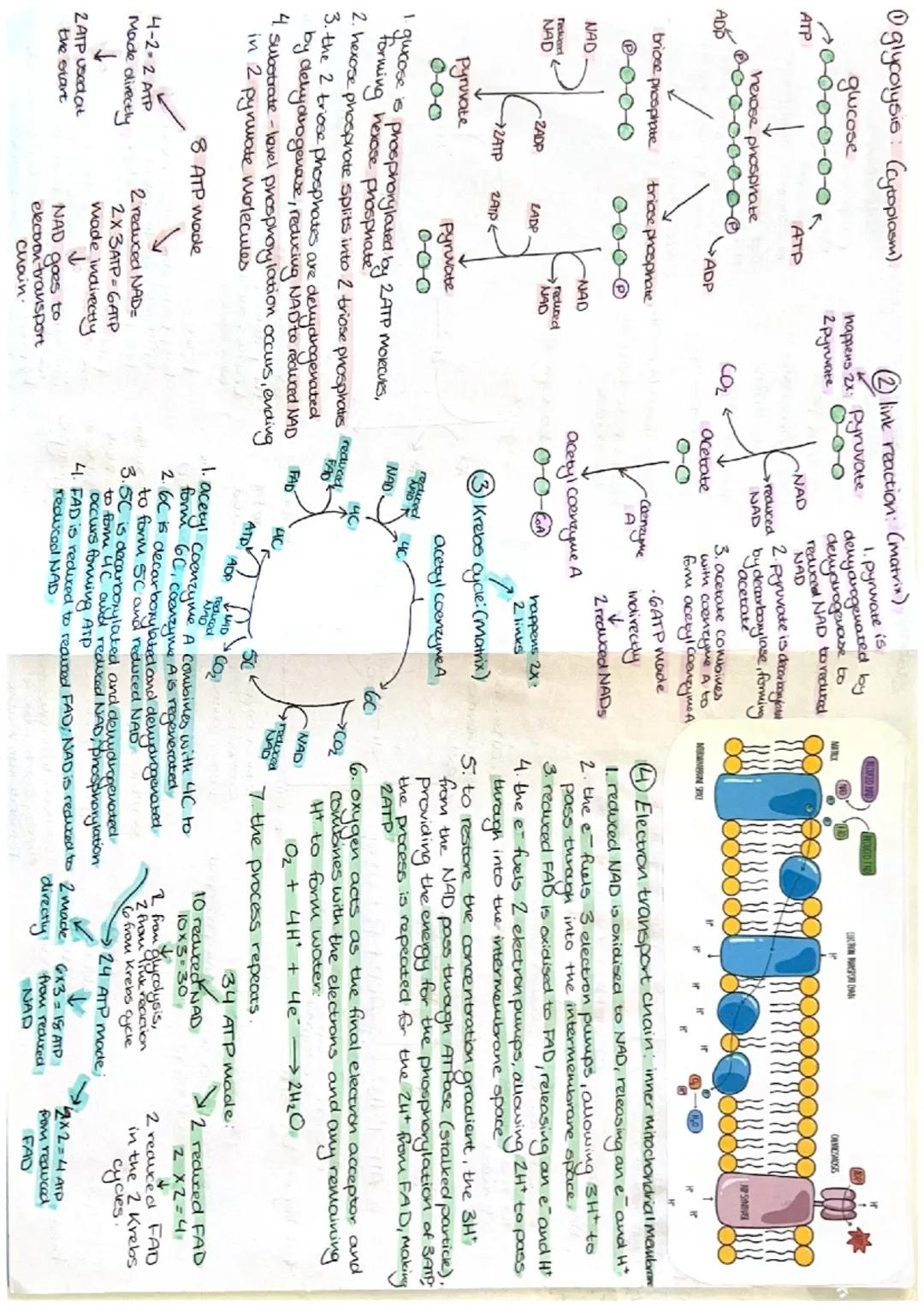 ATP
adenosine triphosphate
0-0-0
triphosphate riloose
Universal
Currency gy
urrency.
it can supply
energy for all
reactions in all
Cells of 
