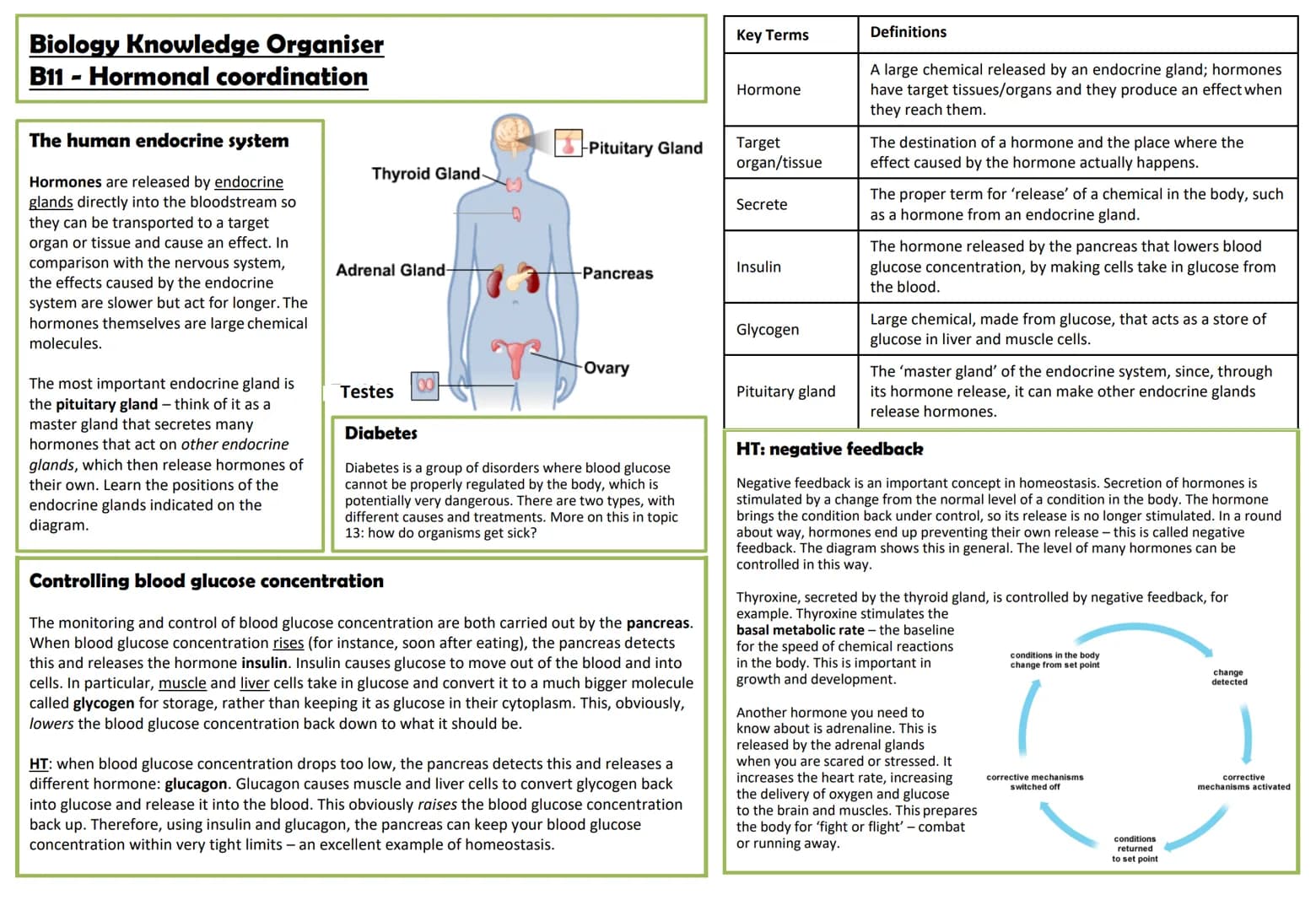 Biology Knowledge Organiser
B11 - Hormonal coordination
The human endocrine system
Hormones are released by endocrine
glands directly into t