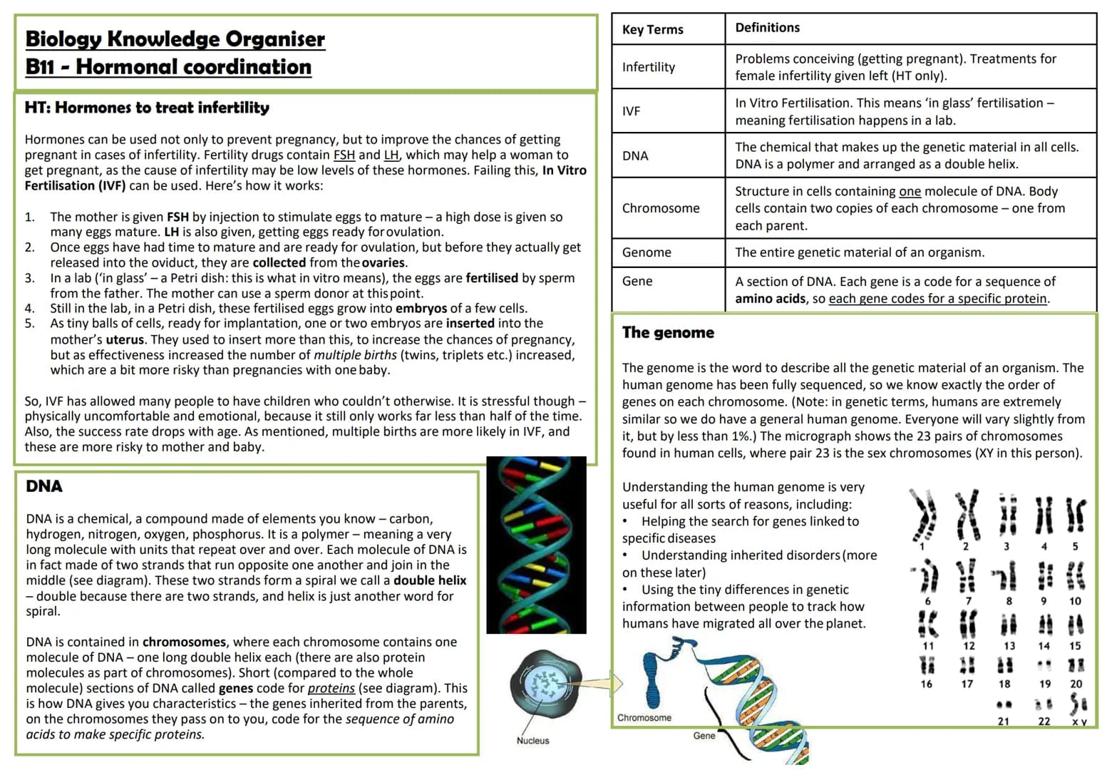 Biology Knowledge Organiser
B11 - Hormonal coordination
The human endocrine system
Hormones are released by endocrine
glands directly into t
