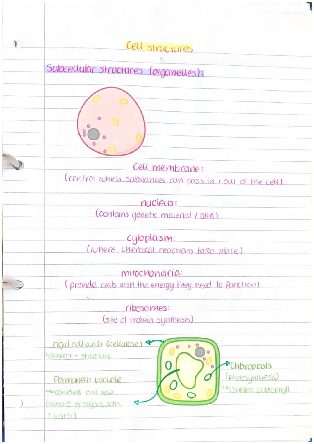 Cell structures
Subcellular structures (organelles):
Cell membrane:
(control which substances can pass in & out of the cell)
(contains
nucie