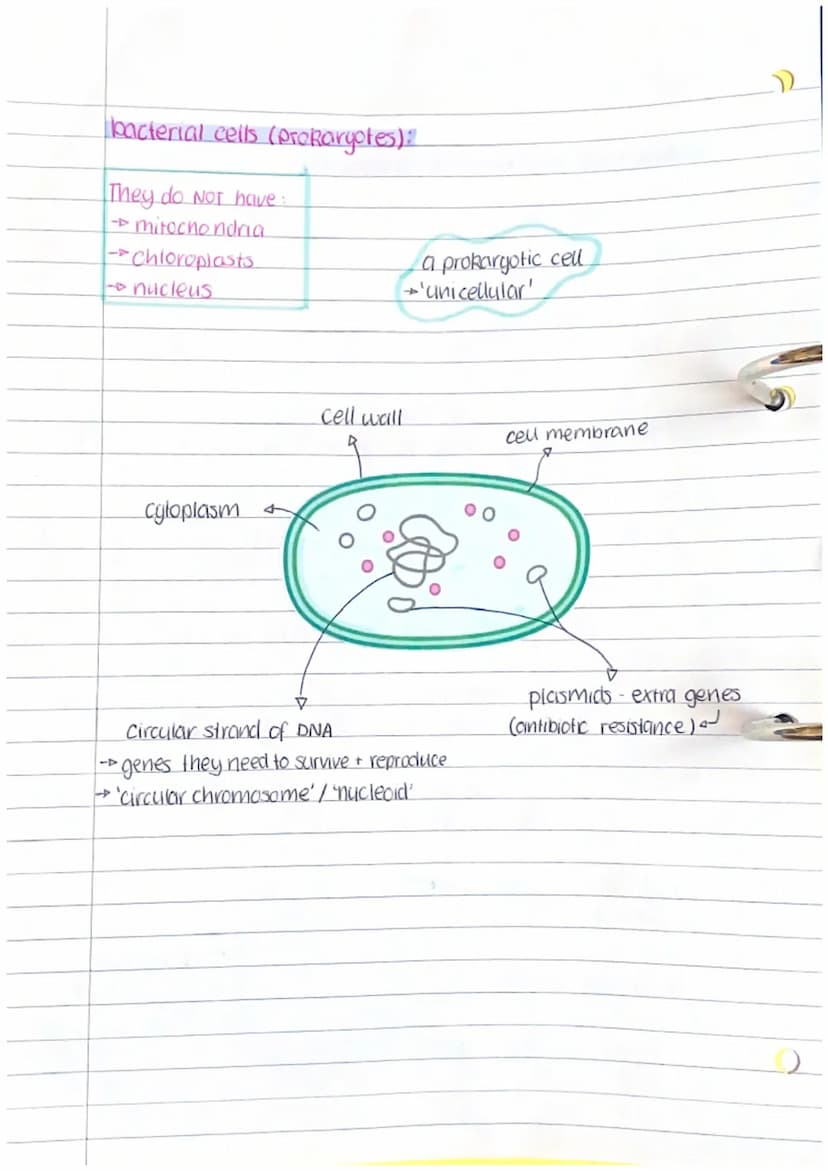 Cell structures
Subcellular structures (organelles):
Cell membrane:
(control which substances can pass in & out of the cell)
(contains
nucie