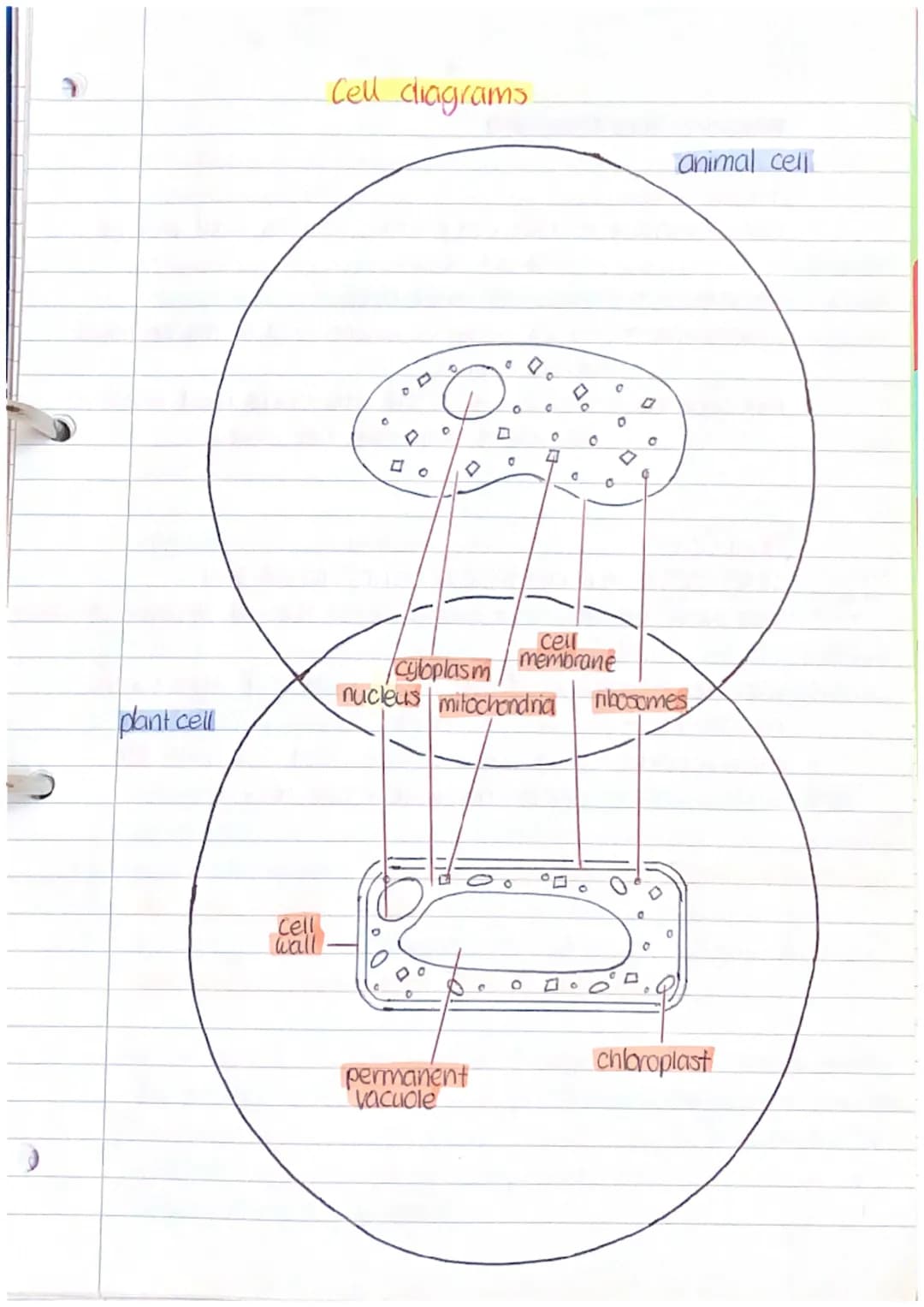 Cell structures
Subcellular structures (organelles):
Cell membrane:
(control which substances can pass in & out of the cell)
(contains
nucie
