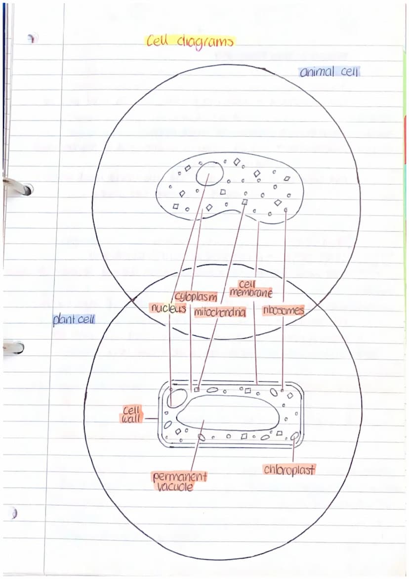 Cell structures
Subcellular structures (organelles):
Cell membrane:
(control which substances can pass in & out of the cell)
(contains
nucie