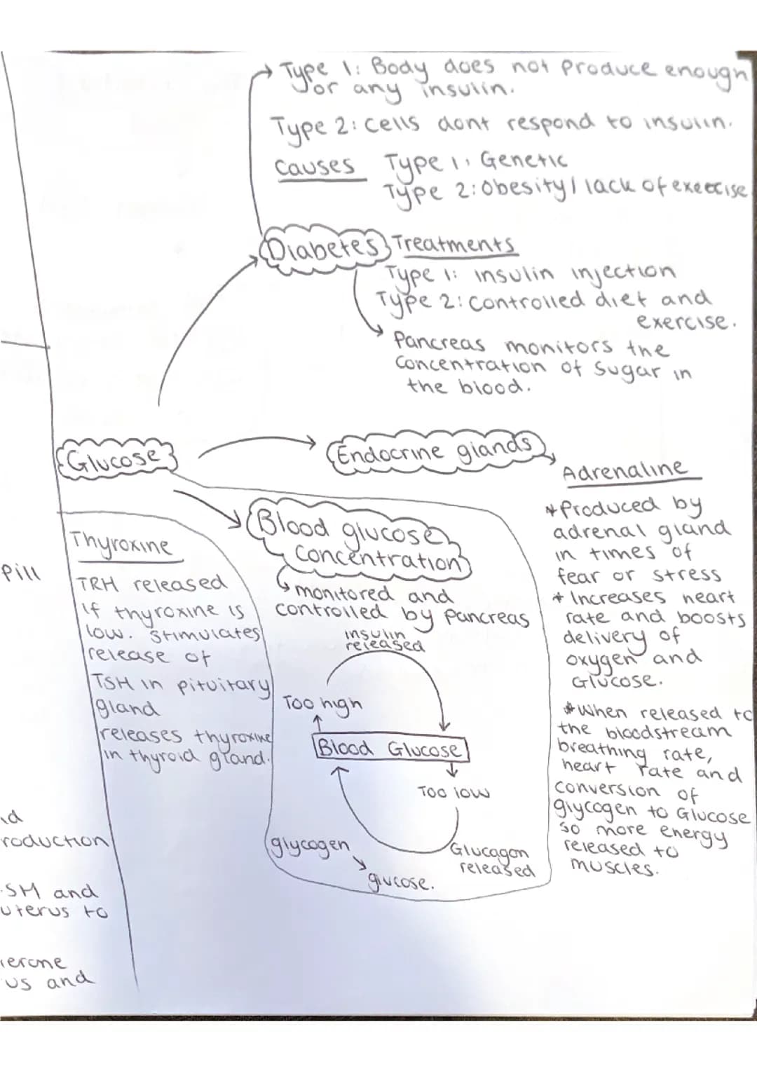 Biology paper 2 mind maps 