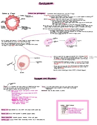 Know Fertilisation - unit 4 wjec biology a-level thumbnail