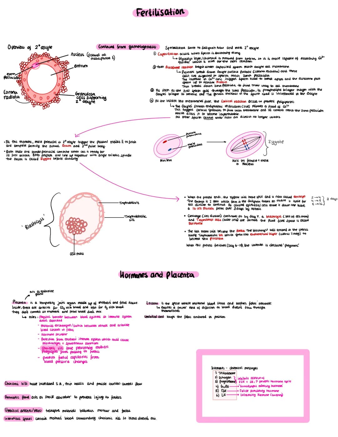 Overview of 2° coule
zore
Pellucida
Corona
radiata
"Blastocyst
nucleus (paused at
antrum
Acts as endocrine
gland
Continued from gametogenesi