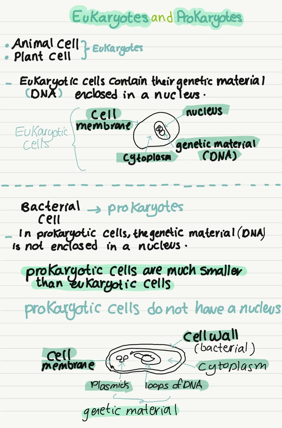 biology prokaryotes and eukaryotes 