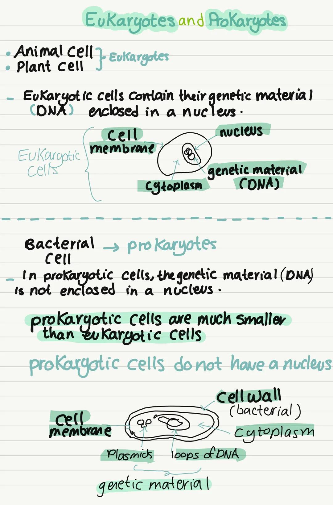 Eukaryotes and Prokaryotes
Animal Cell - Eukaryotes
Plant
Eukaryotic cells contain their genetic material
(DNX) enclosed in a nucleus.
Eukar